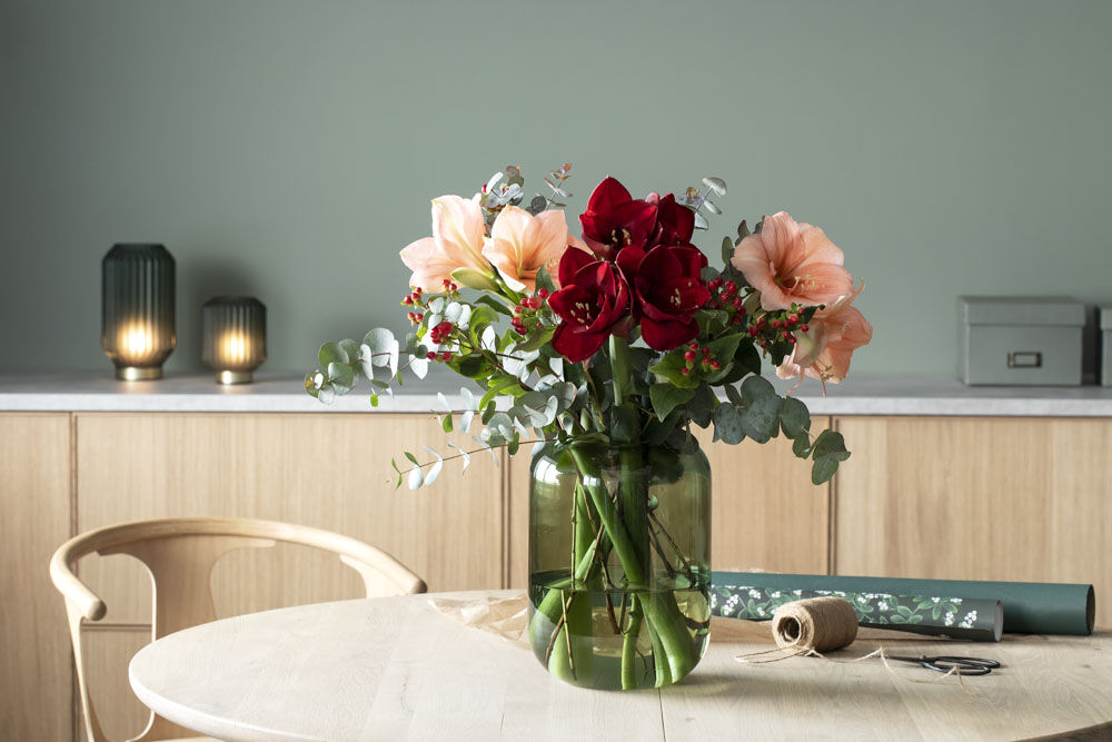 amaryllis i forskjellige farger amaryllis i forskjellige farger